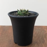 Obregonia Denegrii
