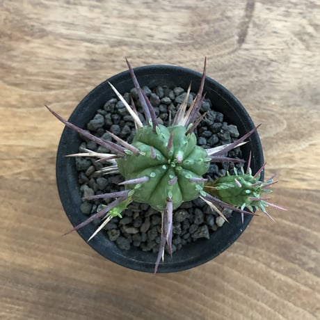 Euphorbia Aggregata