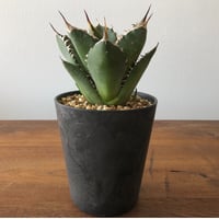 Agave titanota