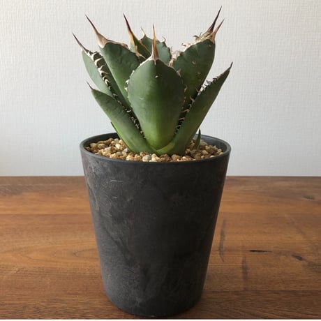 Agave titanota
