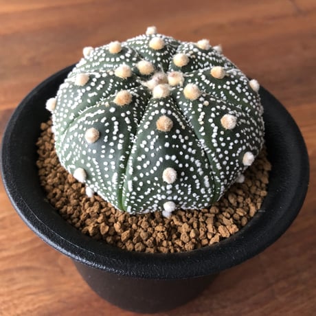 Astrophytum asterias
