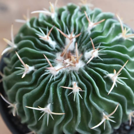Echinofossulocactus lamellosus