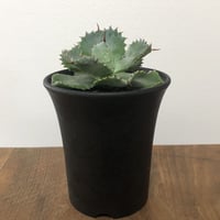 Agave Isthmensis