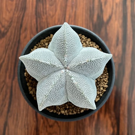 Astrophytum Myriostigma