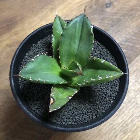 Agave Titanota