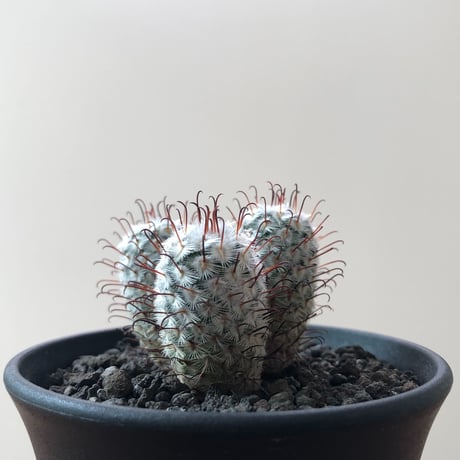 Mammillaria Perezdelarosae