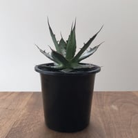 Agave Horrida