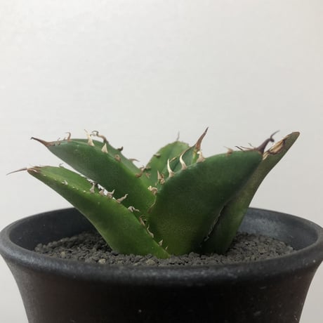 Agave Titanota