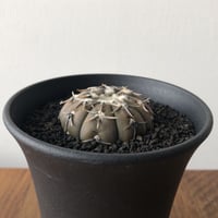 Gymnocalycium bodenbenderianum