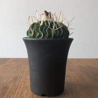 Echinofossulocactus multicostutus var. elegans