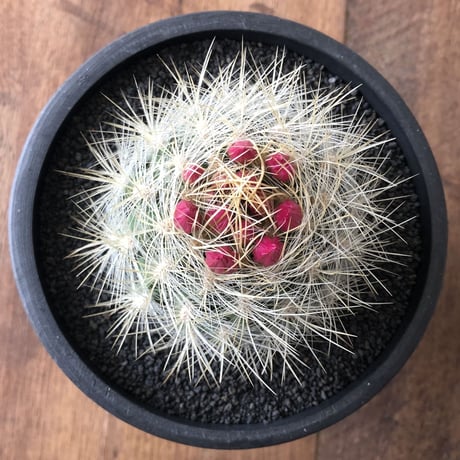Neoporteria nidus
