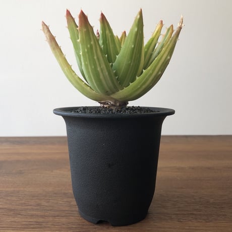 Aloe nobilis f . variegata.