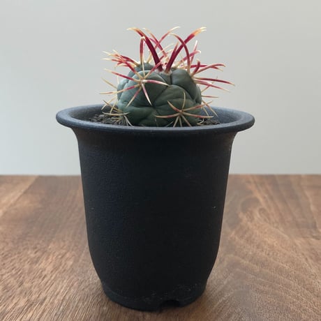 Thelocactus Hexaedrophorus v fossulatus