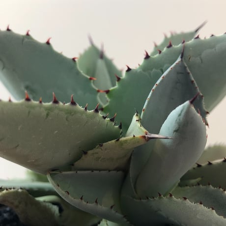 Agave Dragon Toes