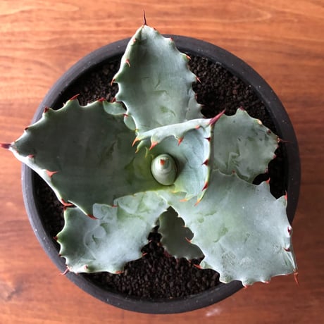 Agave colorata