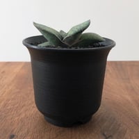 Gasteria pillansii