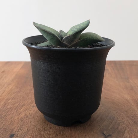 Gasteria pillansii