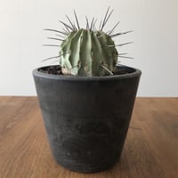 Copiapoa cinerea v. dealbata