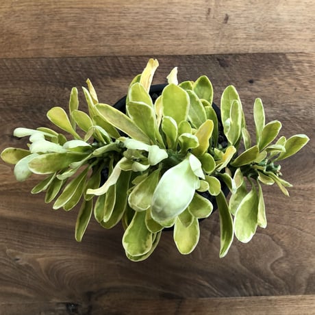 Euphorbia Neriifolia f varieg crist