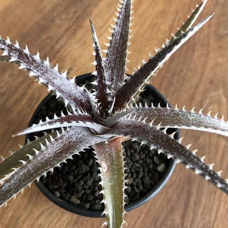 Dyckia 'Keswick'