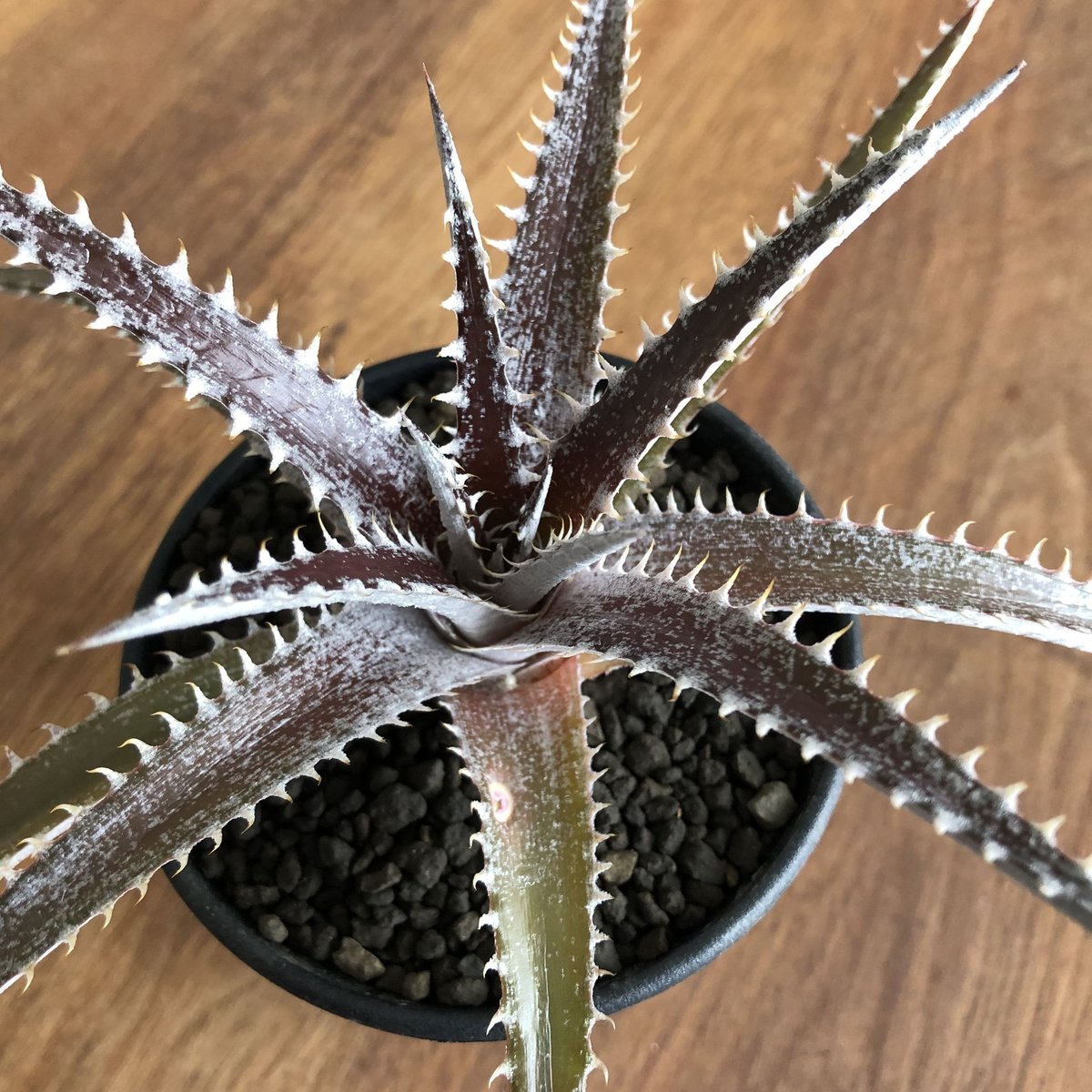 DBディッキア Arizona x BS, Paylen, Keswick ⑷