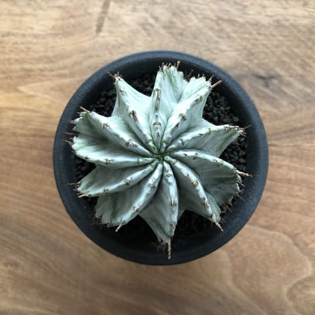Euphorbia horrida