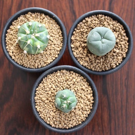 Cactus  3set