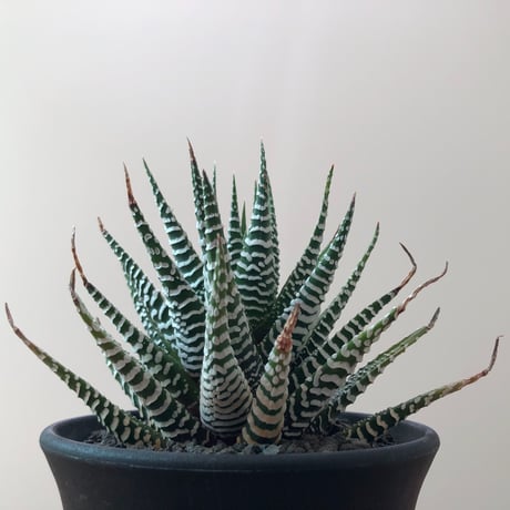 Haworthia Fasciata Wide Band