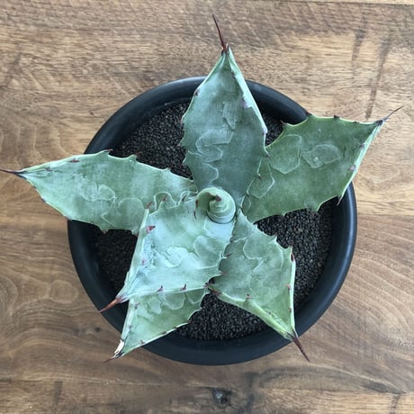 Agave Colorata