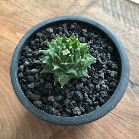 Obregonia denegrii