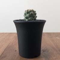 Coryphantha Bumamma