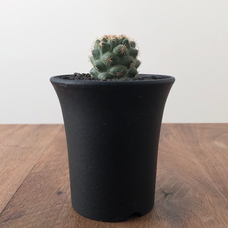 Coryphantha Bumamma