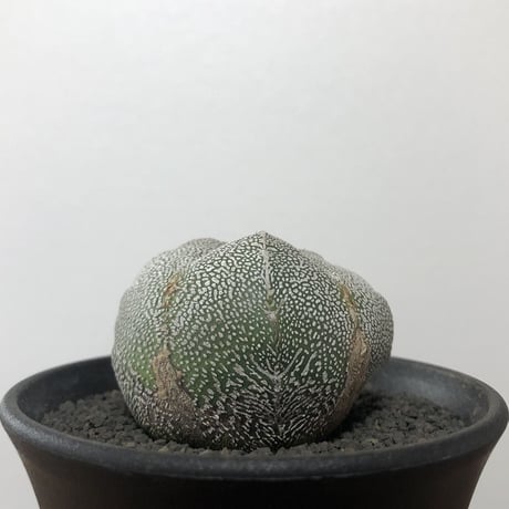 Astrophytum Myriostigma