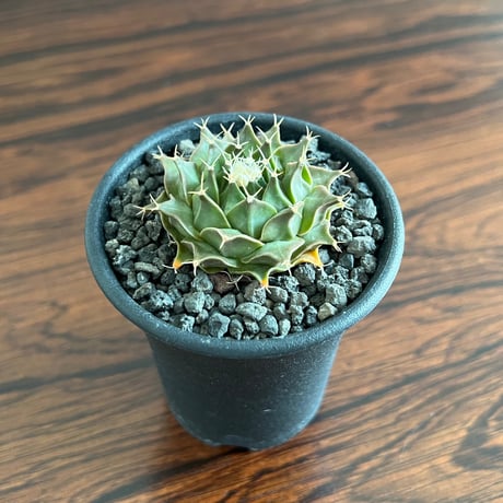 Obregonia Denegrii