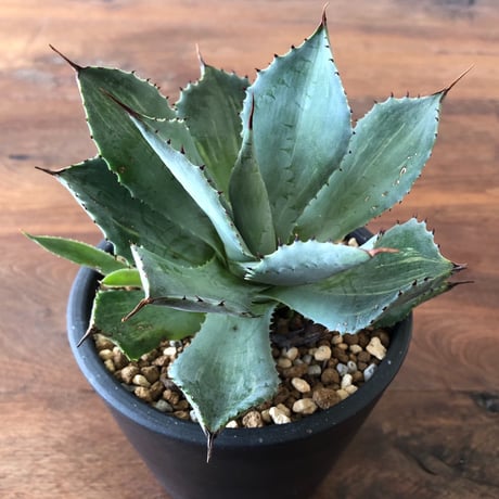 Agave potatorum  furaijin