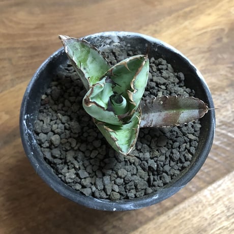 Agave Titanota Black and Blue