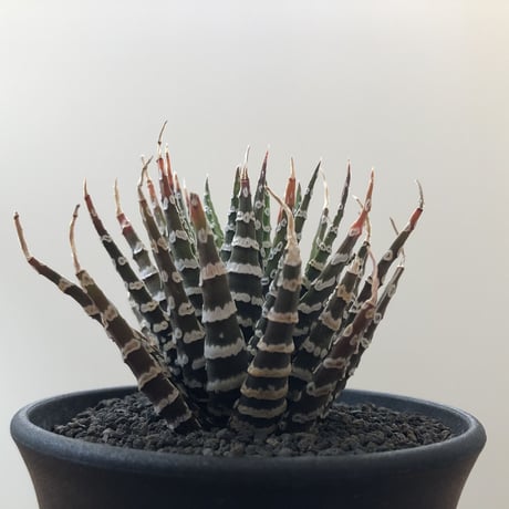 Haworthia Choveriba