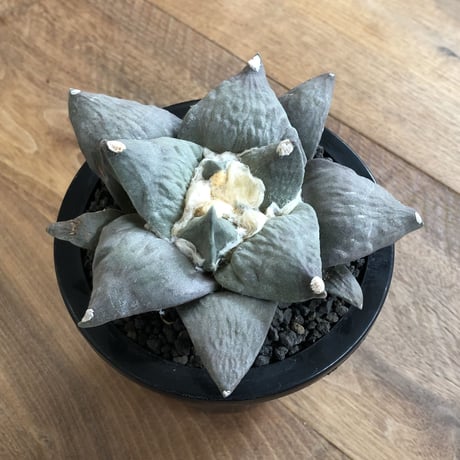 Ariocarpus Furfuraceus