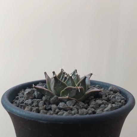 Obregonia Denegrii