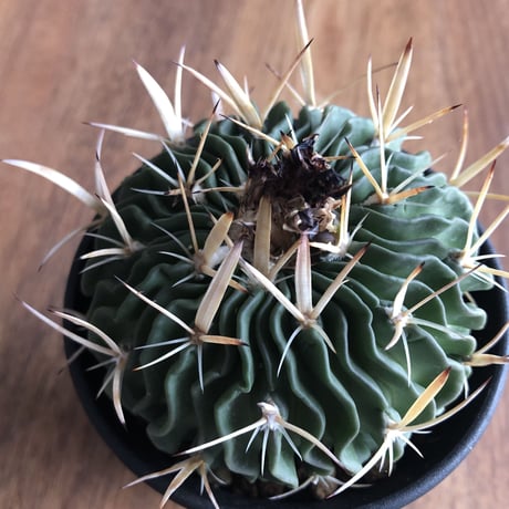 Echinofossulocactus multicostutus var. elegans