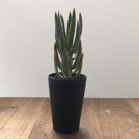 Aloe dichotoma