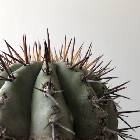 Copiapoa cinerea