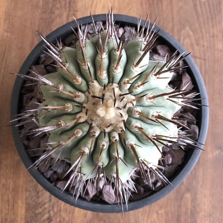 Copiapoa cinerea