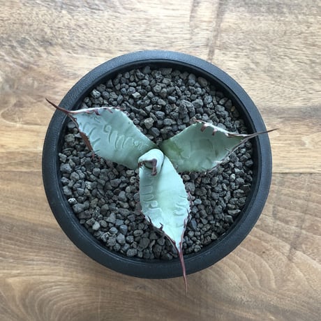 Agave Kutsugen no Maiougi