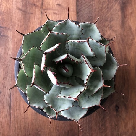 Agave potatorum 'Kissho Kan'
