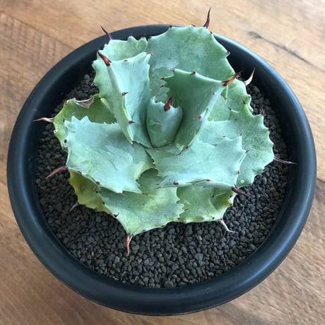 Agave Isthmensis
