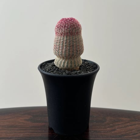 Echinocereus Rigidissimus