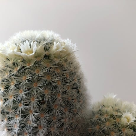 Mammillaria Carmenae