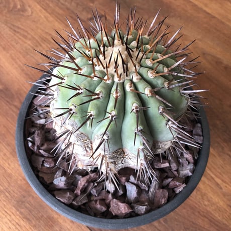 Copiapoa cinerea