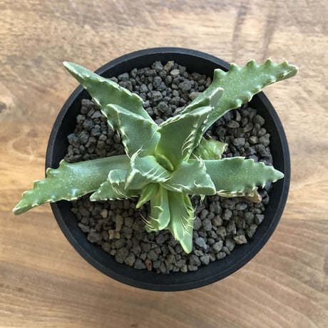 Faucaria Dotou